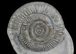 Dactylioceras Ammonite Stand Up - England #68152-1